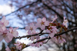 Fototapeta Desenie - Sakura - kwitnąca wiśnia japońska
