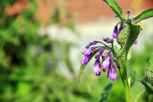 Plant With Purple Hanging Flowers Isolated Against A Blurred Background Somewhere In Poland