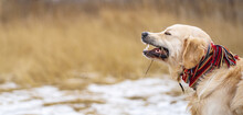 Golden Retriever Dog In Red Scarf Eating Stick In The Winter Nature. Cute Doggy Playing In The Field