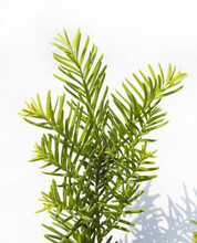 Taxus Baccata Close Up. Green Branches Of Yew Tree Isolated White Background. (Taxus Baccata, English Yew, European Yew).