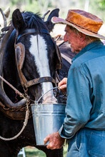 An Old Farmer With Home Made Leather Hat Giving Water To A Horse.