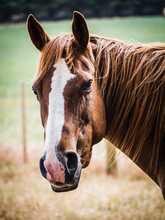 Friendly Handsome Chestnut Horse With White Face Looking At Viewer