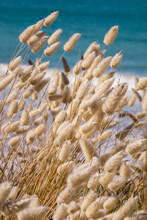 Coastal Grasses Against The Blue Sea