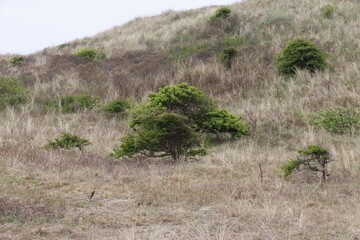 Canvas Print - grass in the dunes 