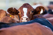 © Austockphoto - A beef heifer raises her head to observe.