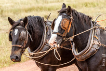 Close Up Of Two Working Horses With Harnesses And Collars.