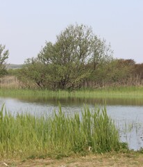 Poster - lake in the forest