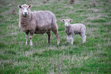 Mother Sheep With Little Lamb