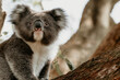© Austockphoto - Koala in a tree.