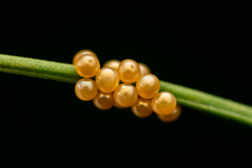 Golden moth eggs on a grass