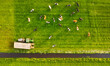 An aerial view of the farm. Agriculture. A view of the animals from a drone. Cows grazing in a meadow.