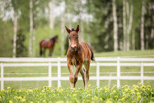 Brown Galloping Foal In The Middle Of A Meadow With Forest In The Background.