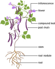 Sticker - Parts of plant. Morphology of Bean plant with purple fruits, flowers, green leaves and root system isolated on white background	with titles