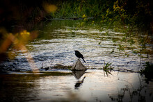 Blackbird Silhouette Resting On A Rock In A Stream