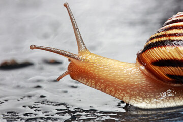 little snail with a striped shell in the studio