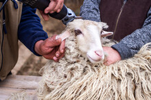 Farmer Is Cutting Sheep's Head With An Electric Machine. Shearing Sheep's Wool In Close-up.