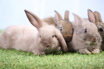 Cute little rabbit on green grass with natural bokeh as background during spring. Young adorable bunny playing in garden. Lovrely pet at park