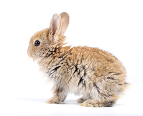 Wall Mural - Little adorable rabbit on white background. Young cute bunny in many action and color. Lovely pet with fluffy hair. Three litle young baby rabbit brown in action. Fur pet with long ear isolated.