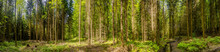Panoramic View Over Magical Pine Trees Forest With Fern At Riverside Of Zschopau River Near Mittweida Town, Saxony, Germany.