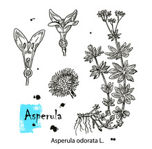 Asperula Odorate Or Sweet Woodruff Vintage Engraving. Old Engraved Illustration Of The Asperula Plant And Flower Closeup, Isolated Against A White Background