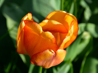 Wall Mural - A close-up view from above of a large orange tulip flower on a blurry background in the garden. Peak flowering. Natural texture and defects of the petals. A half-open flower
