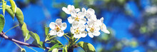 Blooming Branches Of A Pear Tree Against A Blue Sky Background Close-up.. A Spring Tree Blooms With White Petals In A Garden Or Park. Banner	