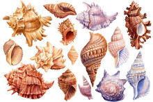 Set Of Seashells On Isolated White Background, Watercolor Illustration, Shells Clipart. 