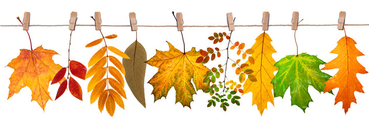 Wall Mural - leaf fall background, autumn leaves of different trees hang on a rope on clothespins on a white isolate