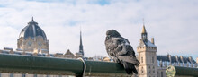 Pigeon De Paris