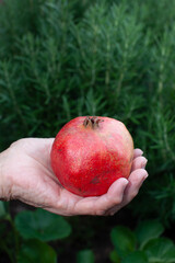 Wall Mural - elderly woman holding pomegranate fruit