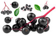 Sambucus - Set of European elderberry isolated on a white background. Elderberry leaves and black berries of elder.