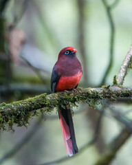 Ward's trogon (Harpactes wardi)  observed in Mishimi Hills in Arunachal Pradesh, India