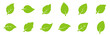 Leaves collection. Green leaves flat icon set. Vector illustration.