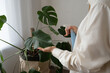 © ADDICTIVE STOCK - Crop woman spraying water on leaves of Swiss cheese plant