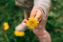 Crop Anonymous Kid Showing Yellow Dandelions In Nature
