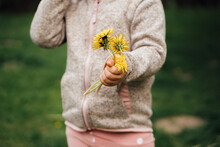 Crop Anonymous Kid Showing Yellow Dandelions In Nature