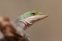Green Anole Lizard Head Macro Portrait 