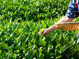 Shizuoka, Japan - May 22, 2022: Tea picking or handpicking tea harvesting in Shizuoka, Japan
