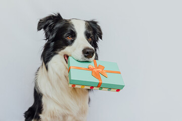 Poster - Puppy dog border collie holding green gift box in mouth isolated on white background. Christmas New Year Birthday Valentine celebration present concept. Pet dog on holiday day gives gift. I'm sorry