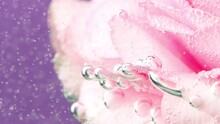 Close-up Of Bubbles On Rose Petals. Stock Footage. Delicate Pink Rose Petals Under The Water. Once In Clean Clear Water With Oxygen Bubbles