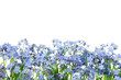Row of wild forget me not flowers. Blossom forget-me-not, myosotis on white background.