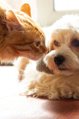 A red fluffy cat sniffs the muzzle of his dog friend. Communication between pets. High quality photo