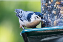 A White-breasted Nuthatch Grabs A Sunflower Seed From A Backyard Feeder.