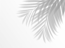 Palm Leaves Shadow Background Overlay. Realistic Vector Leaves, Light Effect For Summer Travel, Beach Or Cosmetics Beauty Product Promotion With Tropical Plant Foliage On White Wall