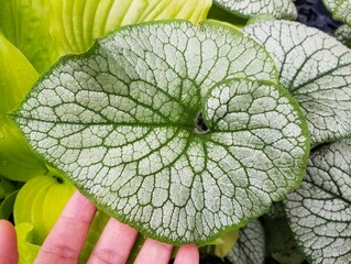 Silver and green love shape leaves of Brunnera Macrophylla