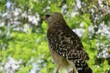 Closeup of red tailed hawk in Florida wild