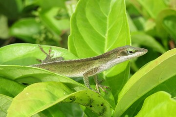 Wall Mural - Tropical green anole lizard on leaves in Florida nature, closeup