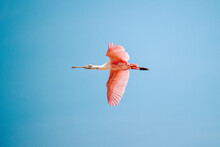 Pink Flamingo In Flight At Manaure La Guajira Colombia