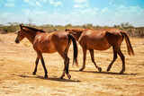 Fototapeta Konie - two horses in the field of manaure la guajira colombia