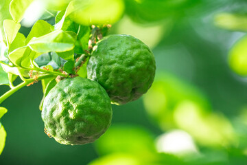 Fresh green bergamot fruit hanging from branch. bergamot tree garden and healthy food concept, group of bergamot, macro